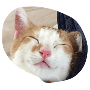 my family cute cat