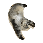 my cat sleeping