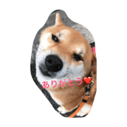 shiba fukuchan