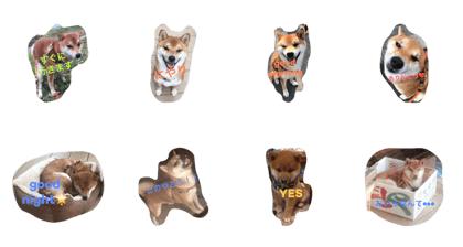 shiba fukuchan