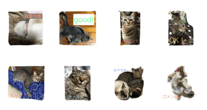 Tora-kun and his friends.