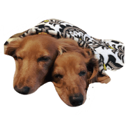 moka&coron