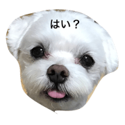 Maltese milk