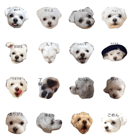 Maltese milk
