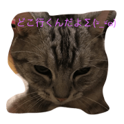 Real intention of my cat