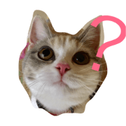 ume is cat