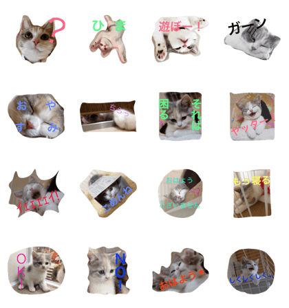 ume is cat