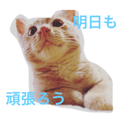 tib