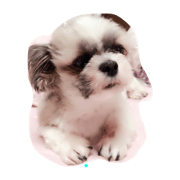 si-zu kitty