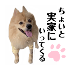 家族な会話①！ポメラニアン達と黒猫達