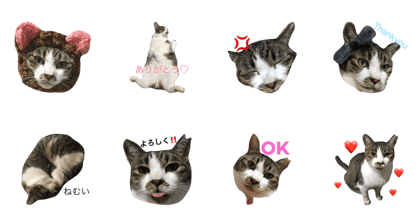 ankochan
