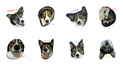 dog is nanako