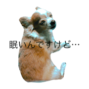 lovelypet
