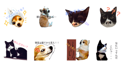 lovelypet