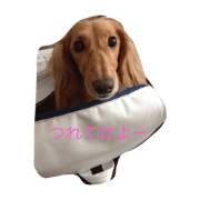 yume dog