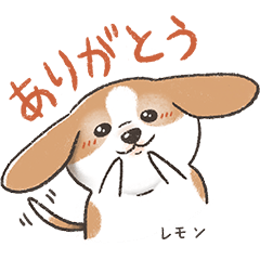 Lemon-colored beagle, Lemon-chan