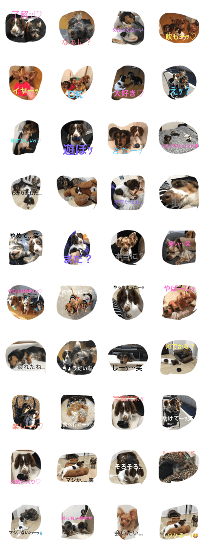 DAKSandYORKIE