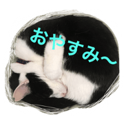 MARU cat love
