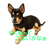 MIRAI the Dog 01