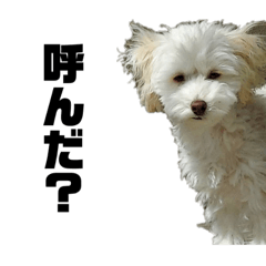 fumi_20210625001821 – LINE stickers | LINE STORE