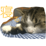 utinoneko 2017
