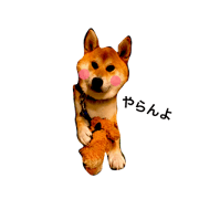 SHIBA DAISUKE