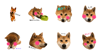 SHIBA DAISUKE