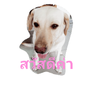 Noo Dee Ma Laew Ka