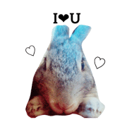 The rabbit names USAKO