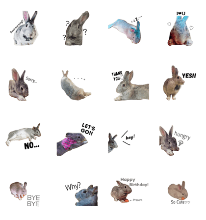 The rabbit names USAKO