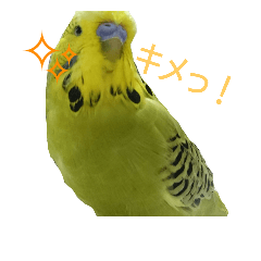 bird's 2