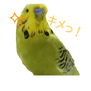 bird's 2