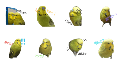 bird's 2