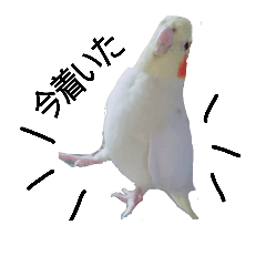 bird's 3