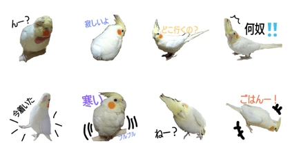 bird's 3