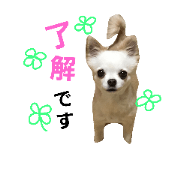 Chihuahua milk stamp