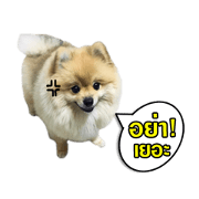 Taosor funny dog