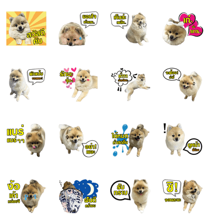 Taosor funny dog