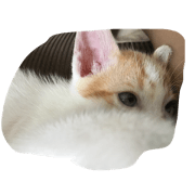 baby cat love