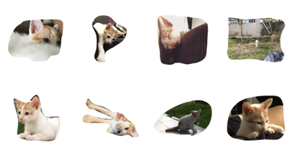 baby cat love