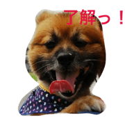 kansai ben dogs
