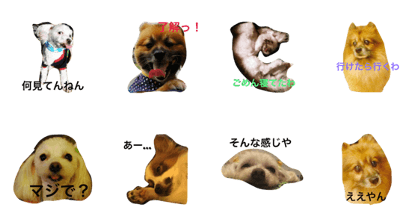kansai ben dogs