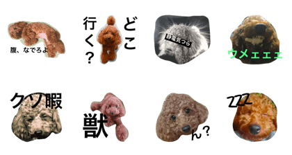 chachappu