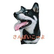 kuroshibawanko