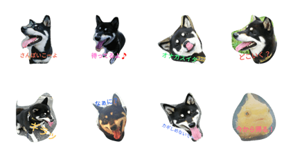 kuroshibawanko