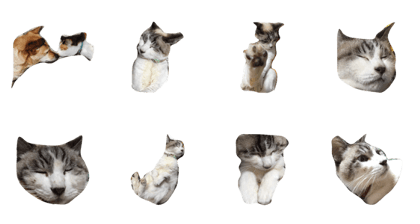 toro-n cat