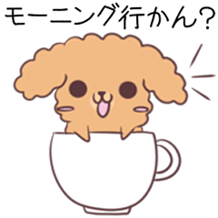 Toy poodle of Nagoya dialect