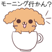 Toy poodle of Nagoya dialect