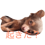 marondeshi