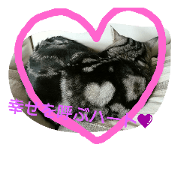 Happy catooo